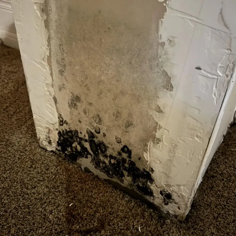 Professional Mold Removal in Crosbyton, TX